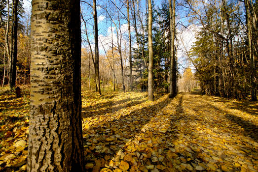 Gold and Yellow Forest Floor