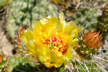 Yellow Cactus Flower