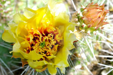 Yellow Cactus Flower IV