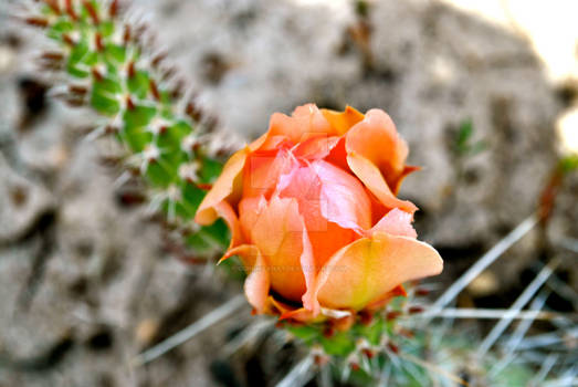 Cactus Flower