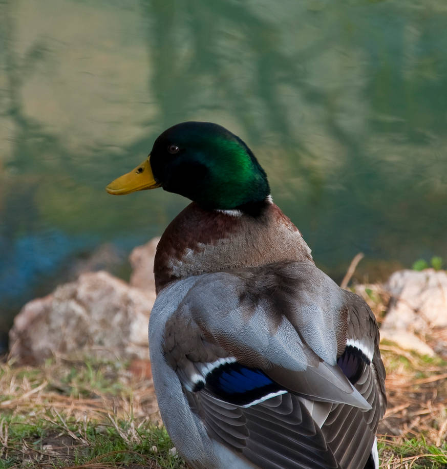 Anatra Blue Anatra 3 by darkmasterpcbrain on DeviantArt
