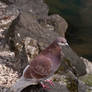 Bird macro