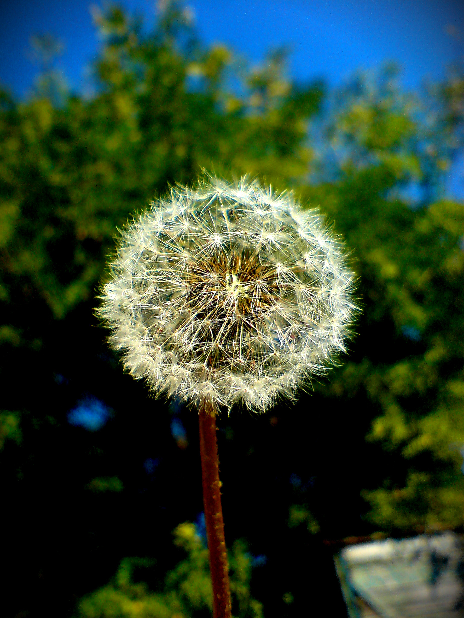 Lonely Dandelion