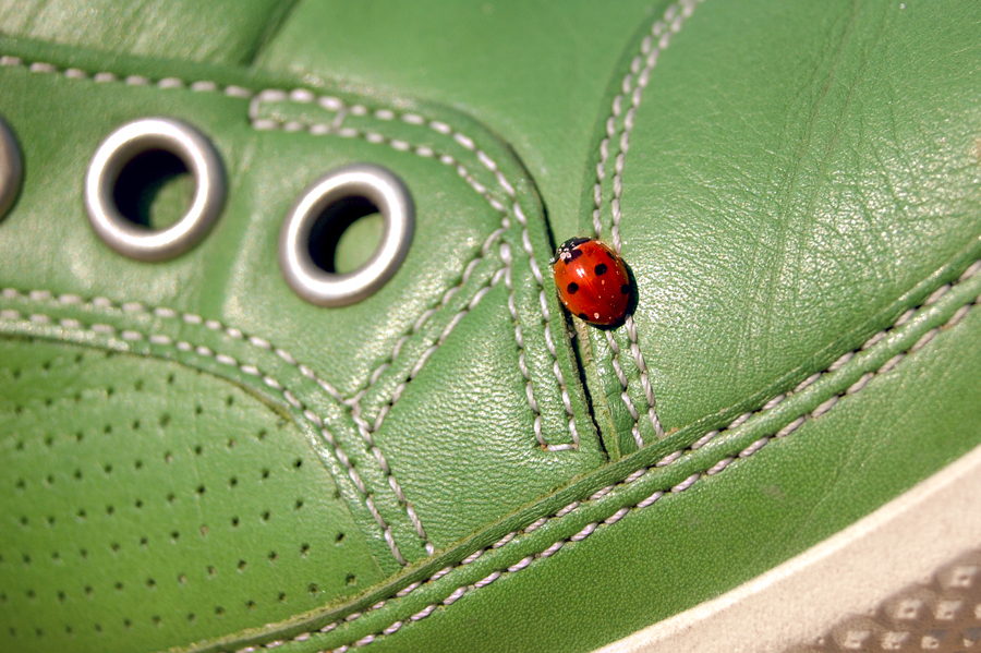 ladybug on green