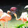 San Diego Zoo Flamingos