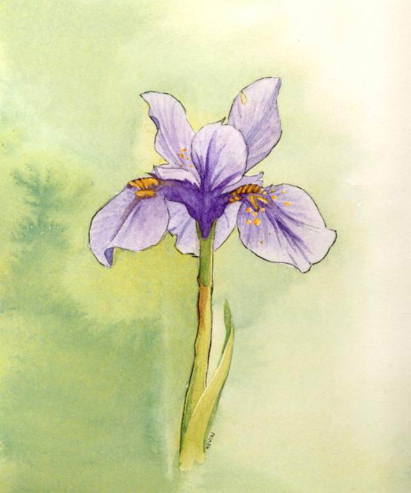 Iris