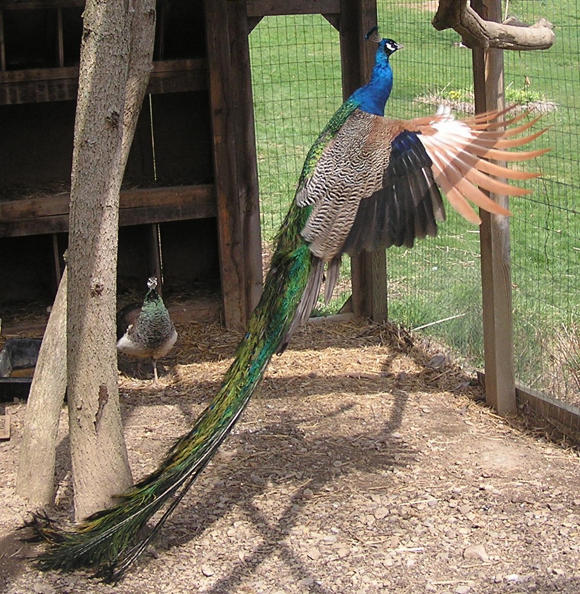 In Flight