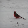 Stalker Cardinal 2