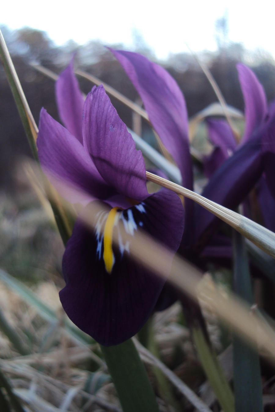 purple iris