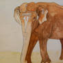 Elephant watercolor pencil painting