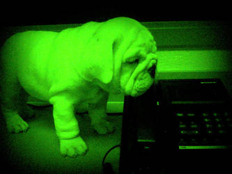 Pearl Puppy and Night Vision