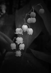 lily of the valley