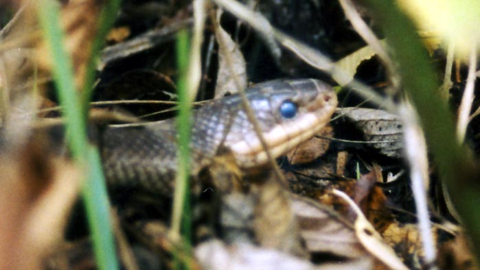 Aesculapian_Snake_Head