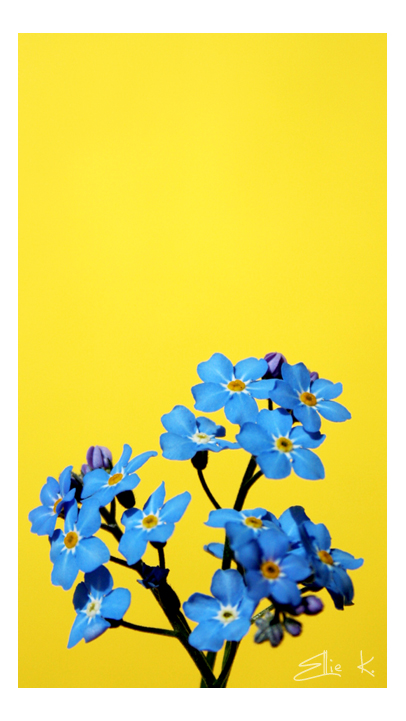 Flores Azules by leAlmighty