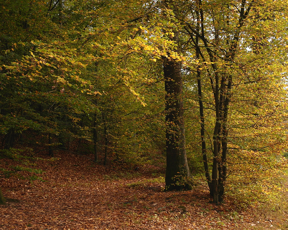 Arbres d'automne