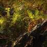 Golden ferns