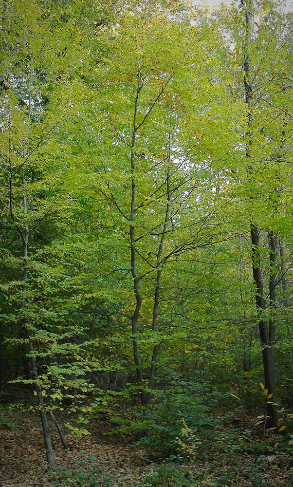 Two green trees