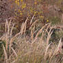 Pampa grass and yellow leaves 2