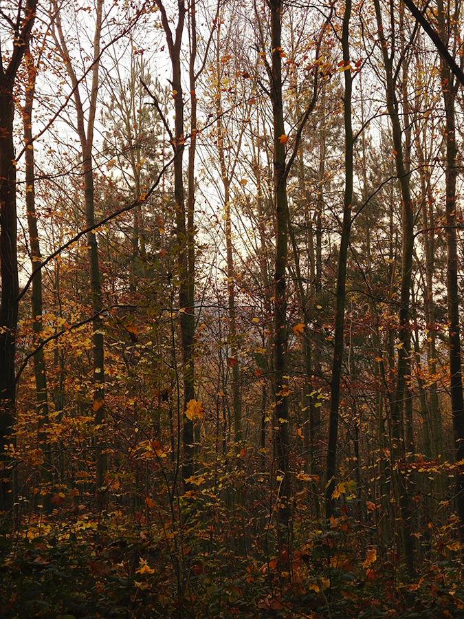 Two pines in autumn