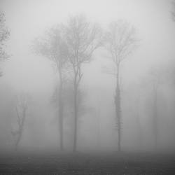 Clump of trees in the mist 2