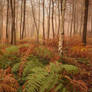 Mist and ferns