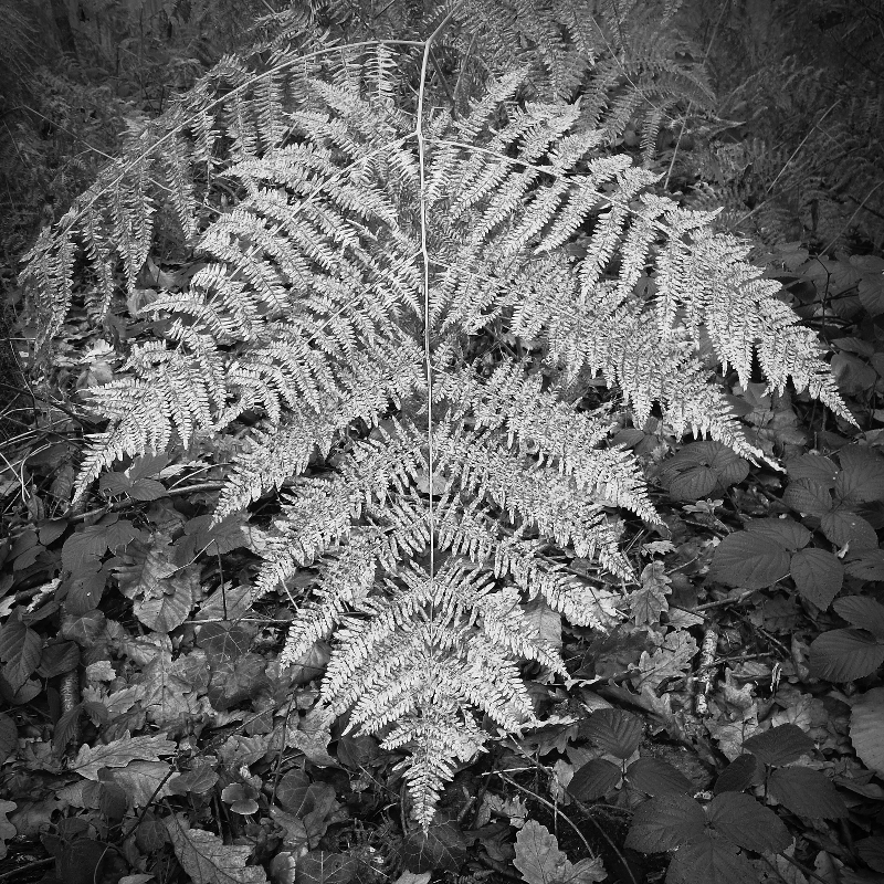 Great fern of autumn