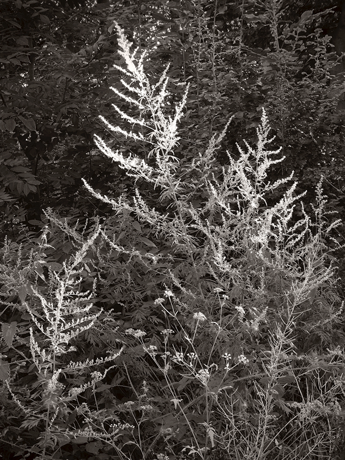 Plants in sun