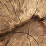 Abstract cutted tree I