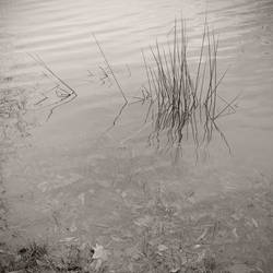 Plants in water