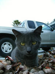 Moon Eyes in the Fall