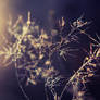 early morning bokeh II.