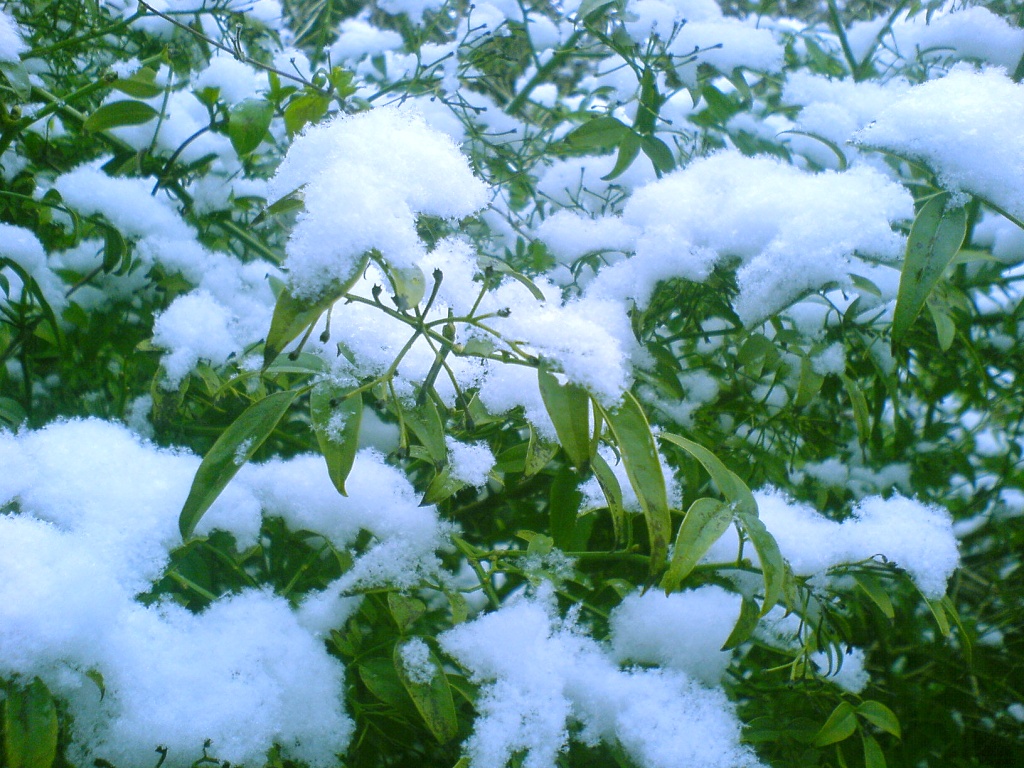 Snowy Leaves