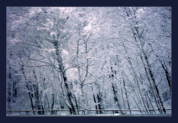 frost trees of Russia ...