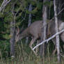 Yellowstone Deer Shot 01