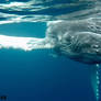 Whale Swimming in Tonga Shot 03