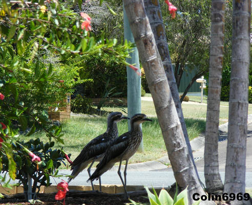 Unexpected Garden Guests