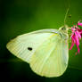 Cabbage butterfly