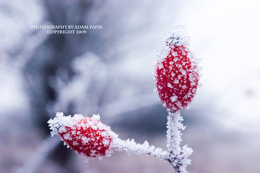 White and red