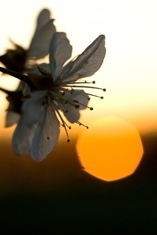 Sunset and the cherry flower