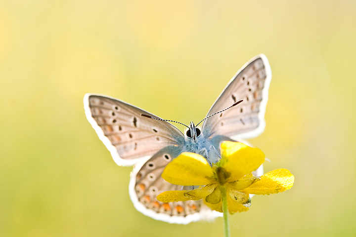 With opened wings