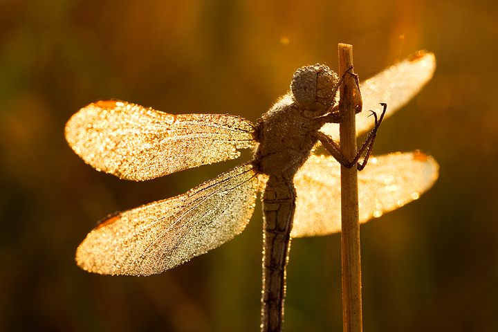 Dragonfly and dawn's sunbeams