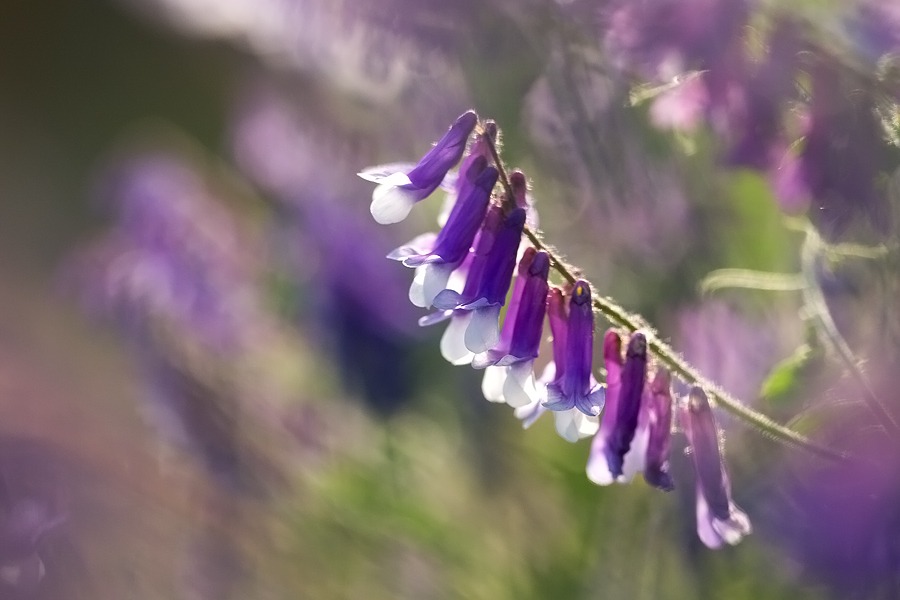 Common violet beauty