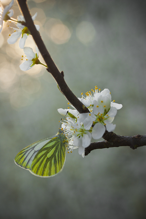 Butterfly and cherry flower