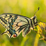 Papilio machaon