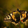 Papilio machaon II