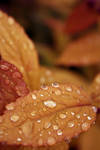 Rain Drops. by ELogan-Photography