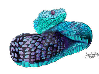 Blue Spiny Bush Viper