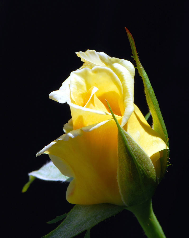 Yellow Rose Bud by DaFotoGuy