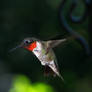 Ruby Throat Hummer.2