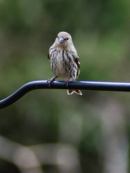 My Finch Friends